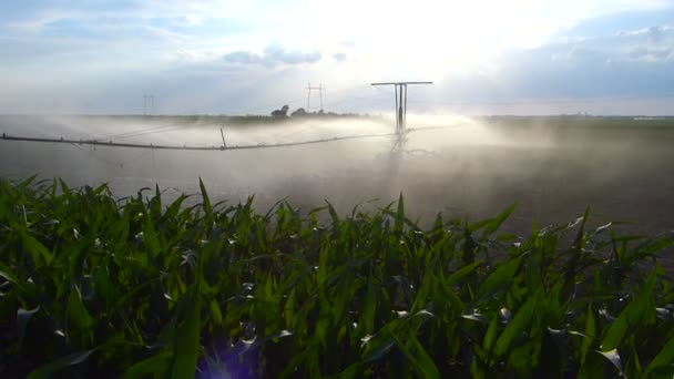 Irrigatie van paprika veld — Stockvideo