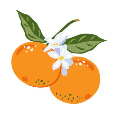 Mandalina vektörü. Portakal mandalinası ve çiçeklenmenin vektör çizimi. Her boyuta göre ölçeklenebilir. Kumaş, kapaklar, posterler, baskılar, defterler, çıkartmalar, ambalaj kağıtları, vs..