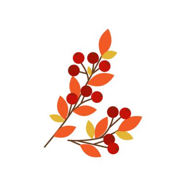 Sarı, kırmızı yapraklı ve dutlu Rowan dalları. Beyaz arkaplanda vektör çizimi izole edildi. Sonbahar tasarımcısı Rowan Buketi.