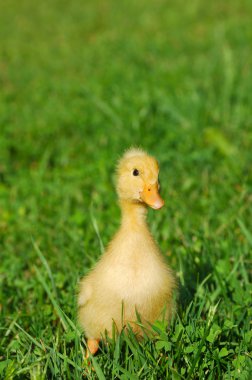 çimenlerin üzerinde sevimli sarı ördek