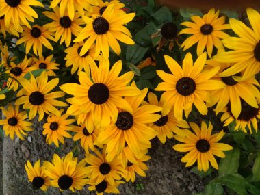 sarı kasımpatı çiçekleri