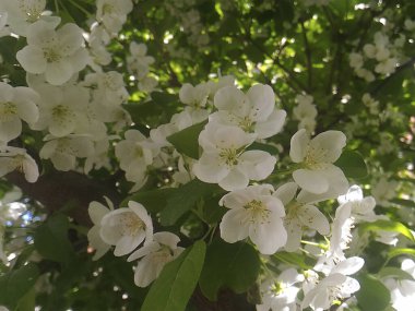 Parkta güneşli bir yaz gününde beyaz armut çiçek açar.