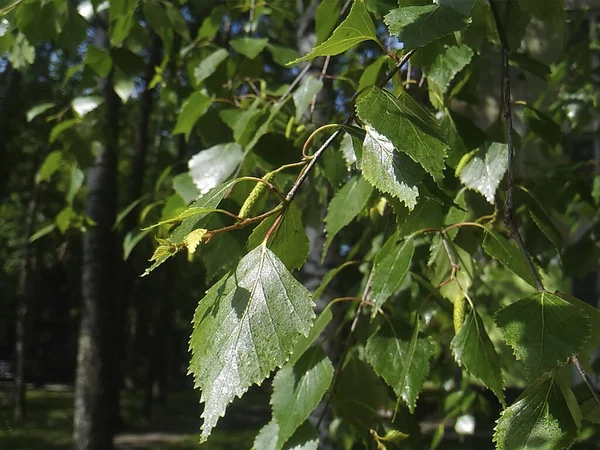 Giovane foglia di betulla verde in una soleggiata giornata primaverile — Foto Stock