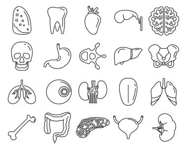 İç organlar ana hatlar oluşturuldu. Vektör iç organların ana hatları beyaz zemin üzerinde izole edilmiş kalp, beyin ve kemik ile ağ ve reklamcılık için