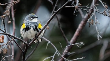 Sarı popolu Warbler (Setophaga Coronata) yiyecek ararken tünedi. Güzel Myrtle Warbler, bir ağaç dalında dinlenen parlak sarı tüylü.