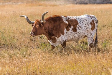 Teksas Longhorn boğası çiftçinin tarlasında otluyor. Hayvan yemek yerken dudak yalıyor. Kahverengi ve beyaz benekli sığırlar. Alberta kırsalındaki evcil hayvanlar.