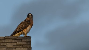 Günbatımında Swainson 'un Şahini (Buteo swinsoni) yırtıcı kuşu çatıya tünedi. Güzel vahşi şahin ve vahşi yaşam şehirde