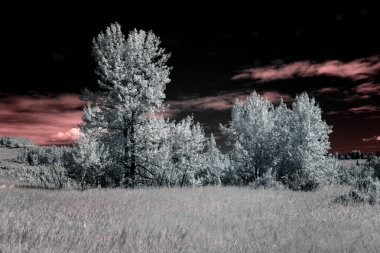 Kızıl ötesi fotoğraf çimleri ve parlayan beyaz ağaçlar. Orman manzarası ve soyut kırmızı bulutlar