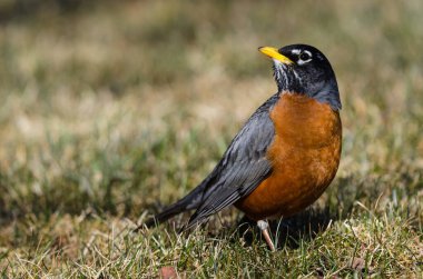 Amerikalı Robin (Turdus migratorius) kuş çimlerin üzerinde duruyor. Çimenli bir yaban hayatında solucanları arayan ötücü kuş.