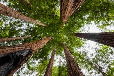 Dev sekoya ağacı tepe örtüsü ve Amerikan manzara arka planı. Sekoya ormanından gökyüzüne bakıyorum. Kabuk ve habitat koruma üzerinde eski yıldırım çarpması izi
