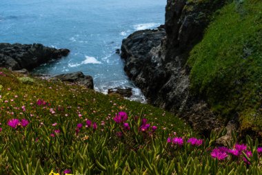 Pembe İzli Buz Fabrikası (Delosperma Cooci) kayalık sahil şeridi boyunca uzanan Big Sur kıyı şeridi boyunca açan yabani çiçekler. Amerikan doğası ve manzarası