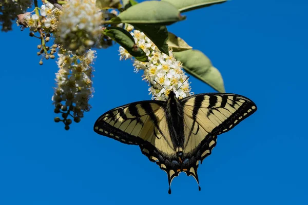 Beau Papillon Hirondelle Tigrée Est Nourrissant Nectar Provenant Gros Plan — Photo