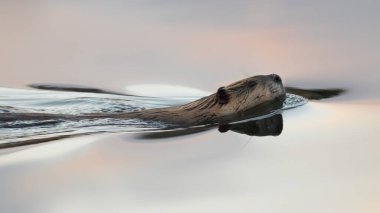 Kuzey Amerika Kunduzu (Castor canadensis), günbatımında sakin gölet suyunda yüzüyor. Güzel turuncu ve mor günbatımı pastel renkler durgun göl suyuna yansıyor.