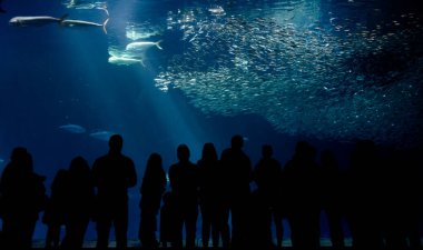 İnsanlar dev bir cam akvaryum akvaryumunun arkasında balık izlerken siluetleri oluşturuyorlar. Monterey Körfezi Akvaryumu 'nu ziyaret eden turistler. Akvaryumda gizem ve merak