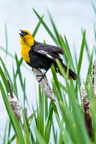 Żółtogłowy Blackbird Xanthocephalus Xanthocephalus Dziki Ptak Siedzący Ogonie Portrecie Bagiennym — Zdjęcie stockowe