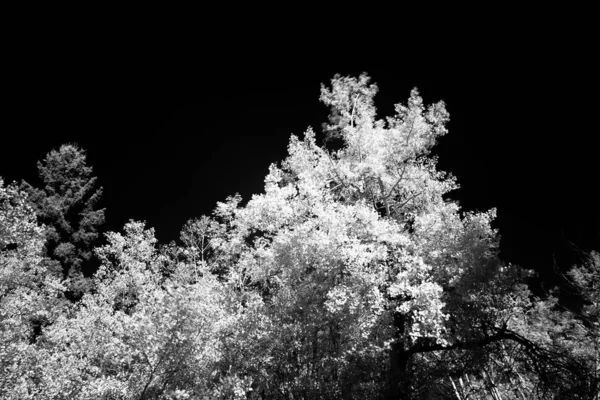 自然赤外線撮影で白木を育てる 美しく神秘的な森の木々の背景 劇的でエーテルの森の風景 — ストック写真