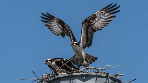 Osprey (Pandion haliaetus) birds in flight. Hawks hunting for fish and flying wildlife background