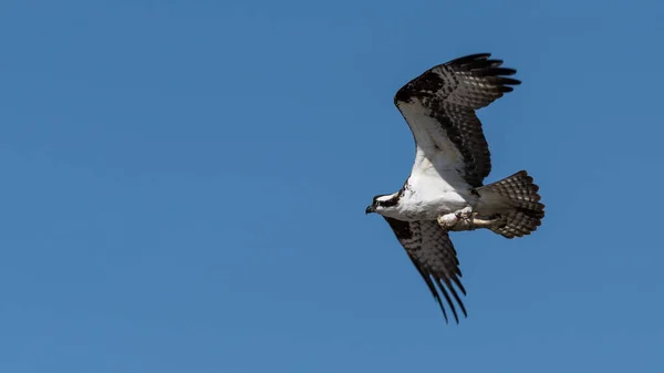 Faucon Balbuzard Volant Avec Poisson Pêché Pour Dîner Birds Prey — Photo