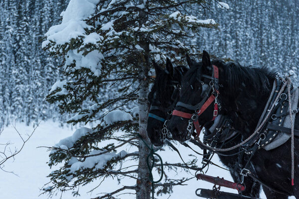 Лошади с седлом и уздечкой стоят в снегу. Падение снега в скалистых горах и черных лошадей