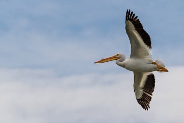 Beautiful American White Pelican flying in the sky wildlife close up background