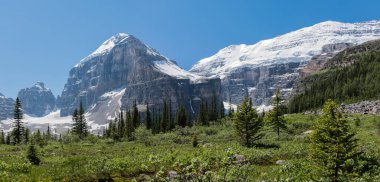 Altı Buzullu Louise Ovası ve Kanada Dağları yürüyüş yolları arka planda. Bir vadide ve karla kaplı dağlarda büyüyen yeni yeşil orman