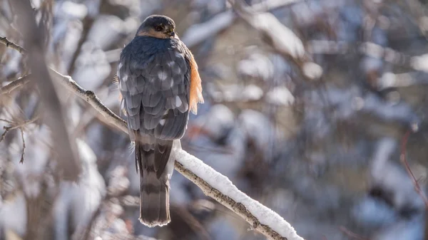 Sharp Shinned Hawk Accipiter Striatus Vogel Neergestreken Een Boomtak Canadese — Stockfoto