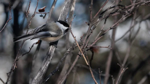 Black Capped Chickadee Perched Tree Branch Close Wildlife Wallpaper — Stock Photo, Image