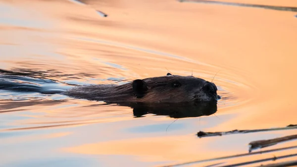Beaver Castor Canadensis Swimming Calm Beautiful Water Sunset Background Canadian — Stock Photo, Image