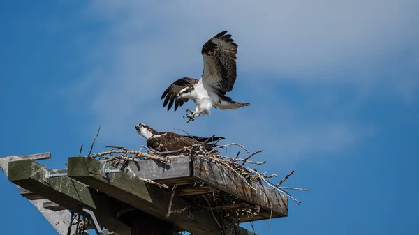 Osprey (Pandion haliaetus) birds in flight and soaring in the sky. Hawks hunting for fish and flying wildlife background. Male and female Osprey in a nest wallpaper