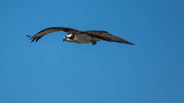 Osprey (Pandion haliaetus) bird in flight. Hawk hunting for fish and flying wildlife background