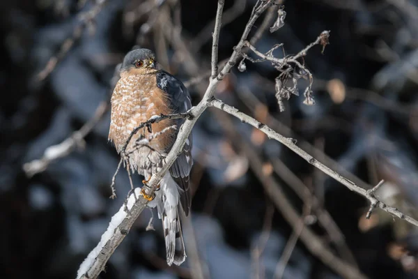 Sharp Shinned Hawk Accipiter Striatus Bird Perched Tree Branch Canadian Stock Image