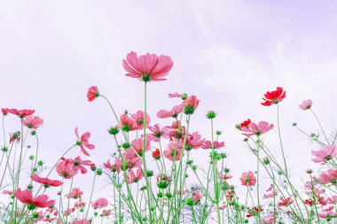 Cosmos çiçek peyzaj
