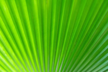 Palmiye yaprağı üzerinde güzel güneş ışığı