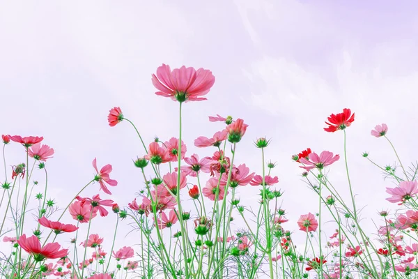 Cosmos çiçek peyzaj