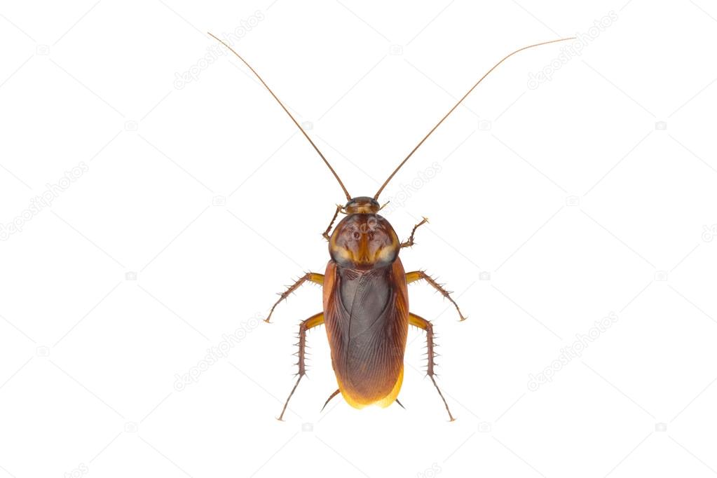 Close up cockroach isolated on white background