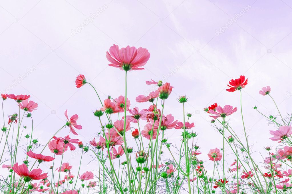 landscape of Cosmos flowers