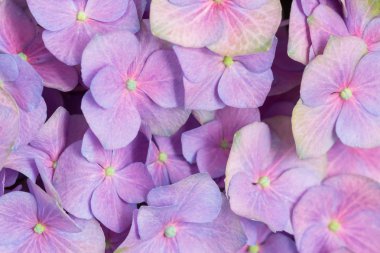 Güzel ortanca çiçek kadar kapatın