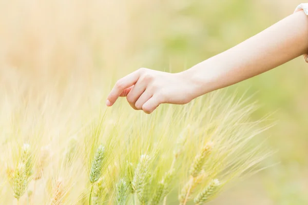 Woman hand Touching barley Stock Photo