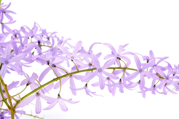 Petrea Flowers. (Queen\'s Wreath, Sandpaper Vine, Purple Wreath)  isolated on white