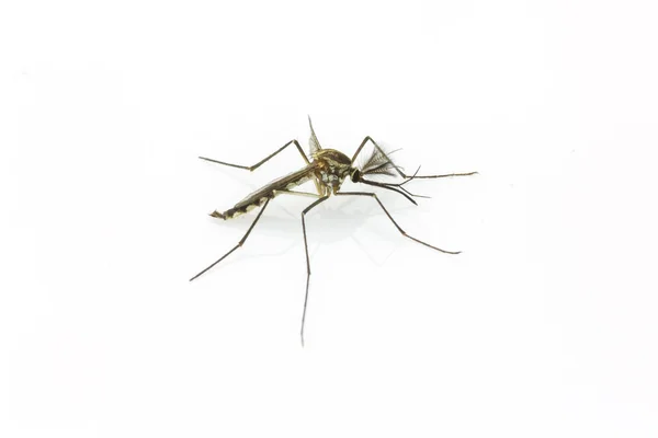 Közelről szúnyogok elszigetelt fehér background — Stock Fotó