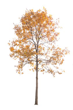 Beyaz arkaplanda izole edilmiş ağaç