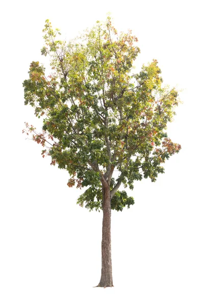 Strom izolované na bílém pozadí — Stock fotografie