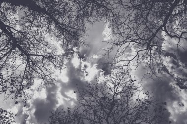 Ağaç dalları sırasında kış siluet gökyüzü karanlık vintage tarzı