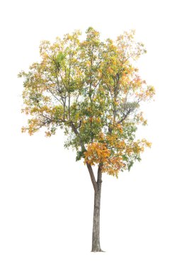 Beyaz arkaplanda izole edilmiş ağaç