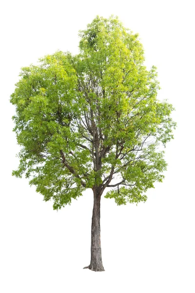 Beyaz arkaplanda izole edilmiş ağaç