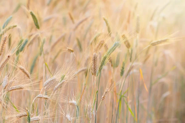 아름 다운 보 리 밭 — 스톡 사진