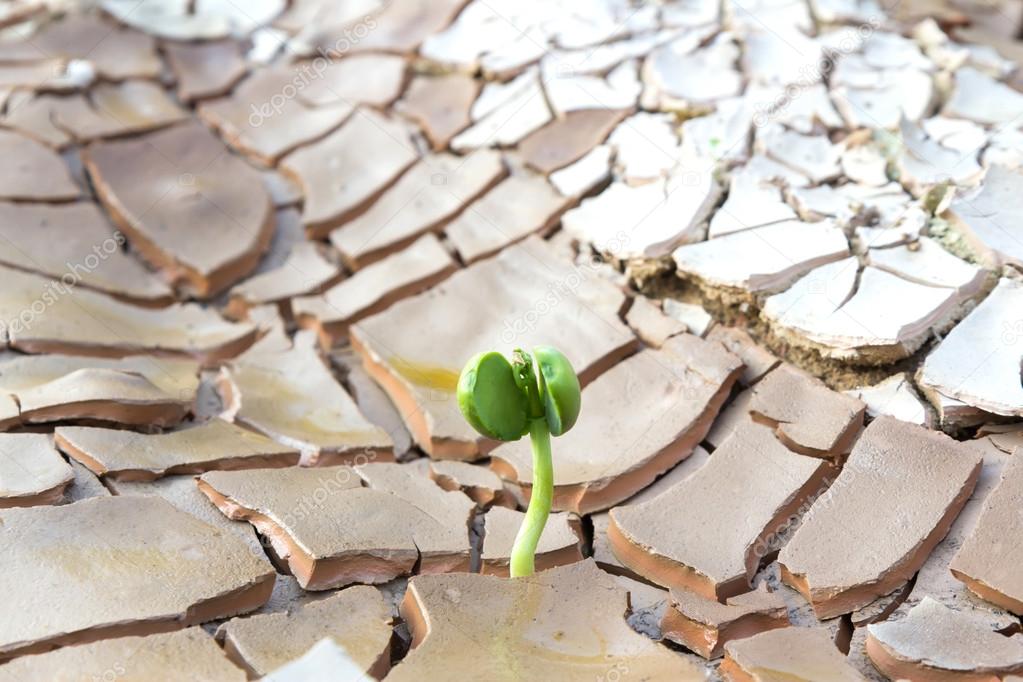 Young sprout growing in cracked land