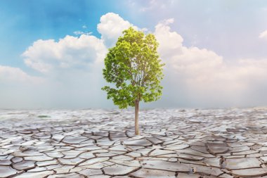 Küresel ısınma, kırık karada yetişen ağaç kavramını.