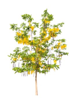 Altın duş veya beyaz izole Cassia fistül