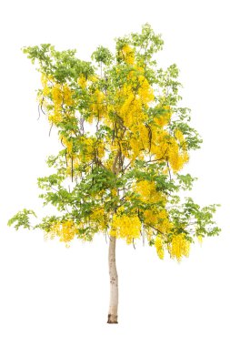 Altın duş veya beyaz izole Cassia fistül